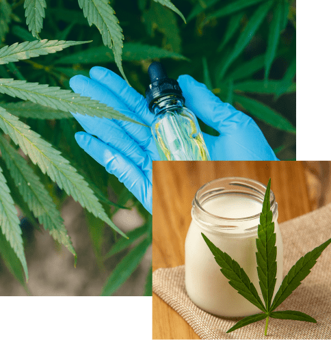 cannabis_leaves_tbs